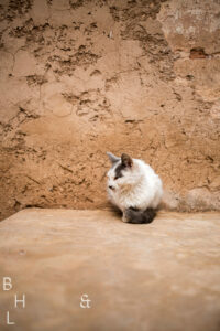 Afrika, Aussenaufnahmen, Calm, Cat, City, Color, Colorful, Culture, Farbe, Farbig, Hell, Katze, Kulture, Light, Marokko, Marrakech, Marrakesch, Orange, Outdoor, Ruhe, Stadt, Urban