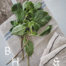 Food photography of thai basil on a white ceramic plate with natural tones towels on a bench