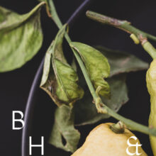 Food photography of lemons and lemon leaves on a black plate set on a black table