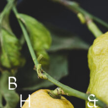 Food photography of lemons and lemon leaves on a black plate set on a black table