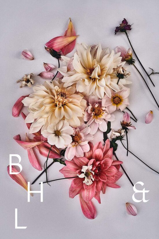 Dahlia flowers floral photography