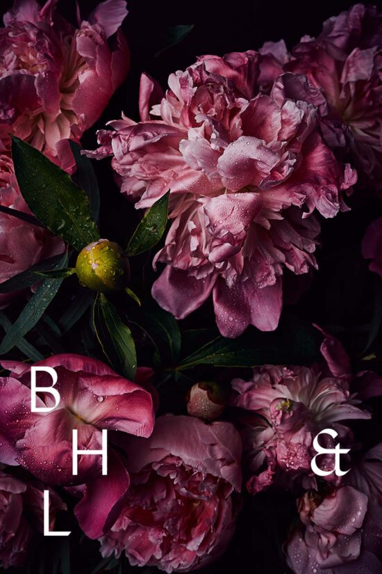 Flower photography pink peonies for licensing