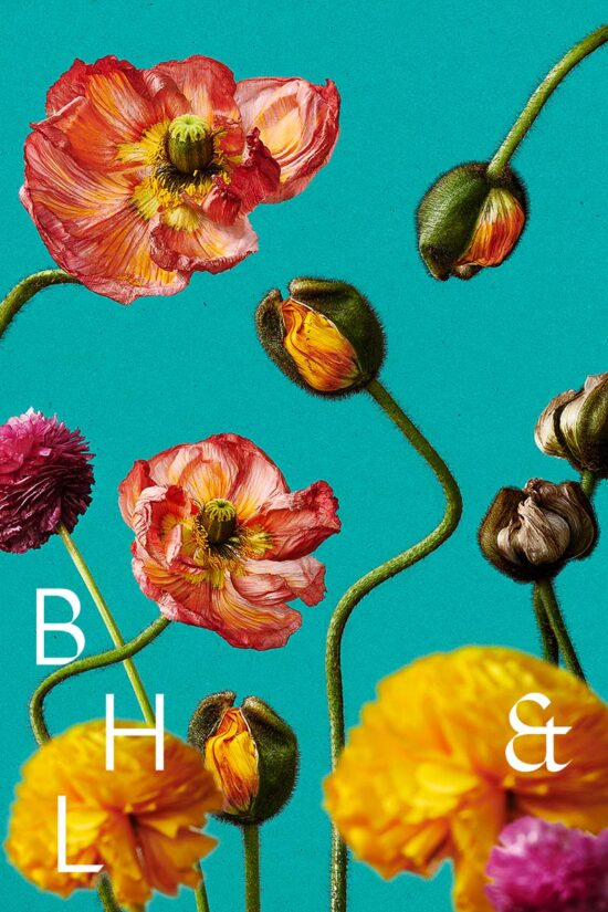 Iceland poppies flower photography