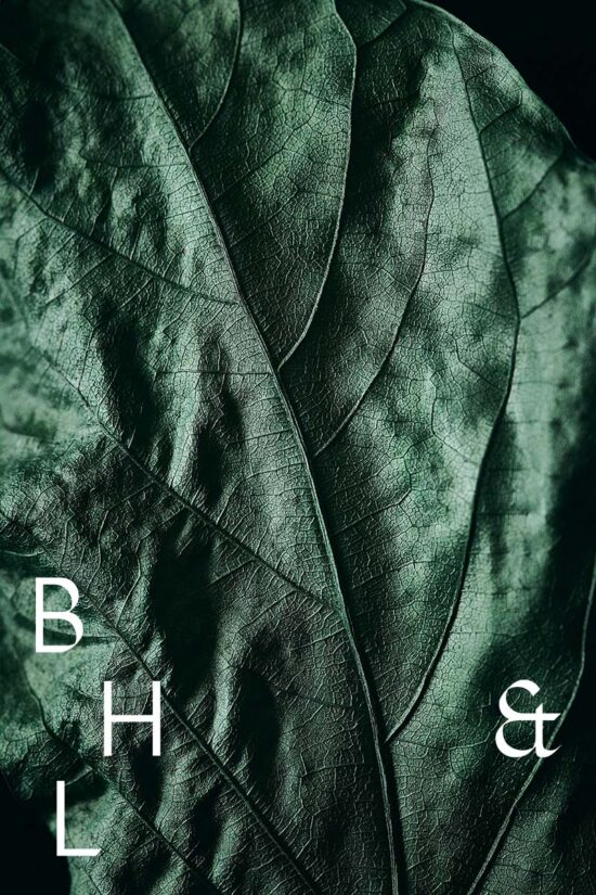 Metallic green leaves photography